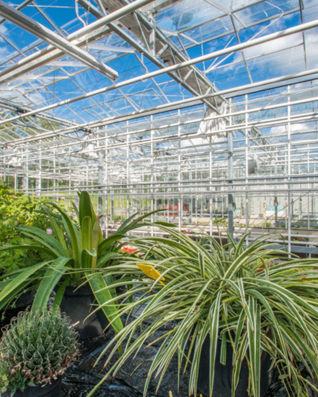 Glass House