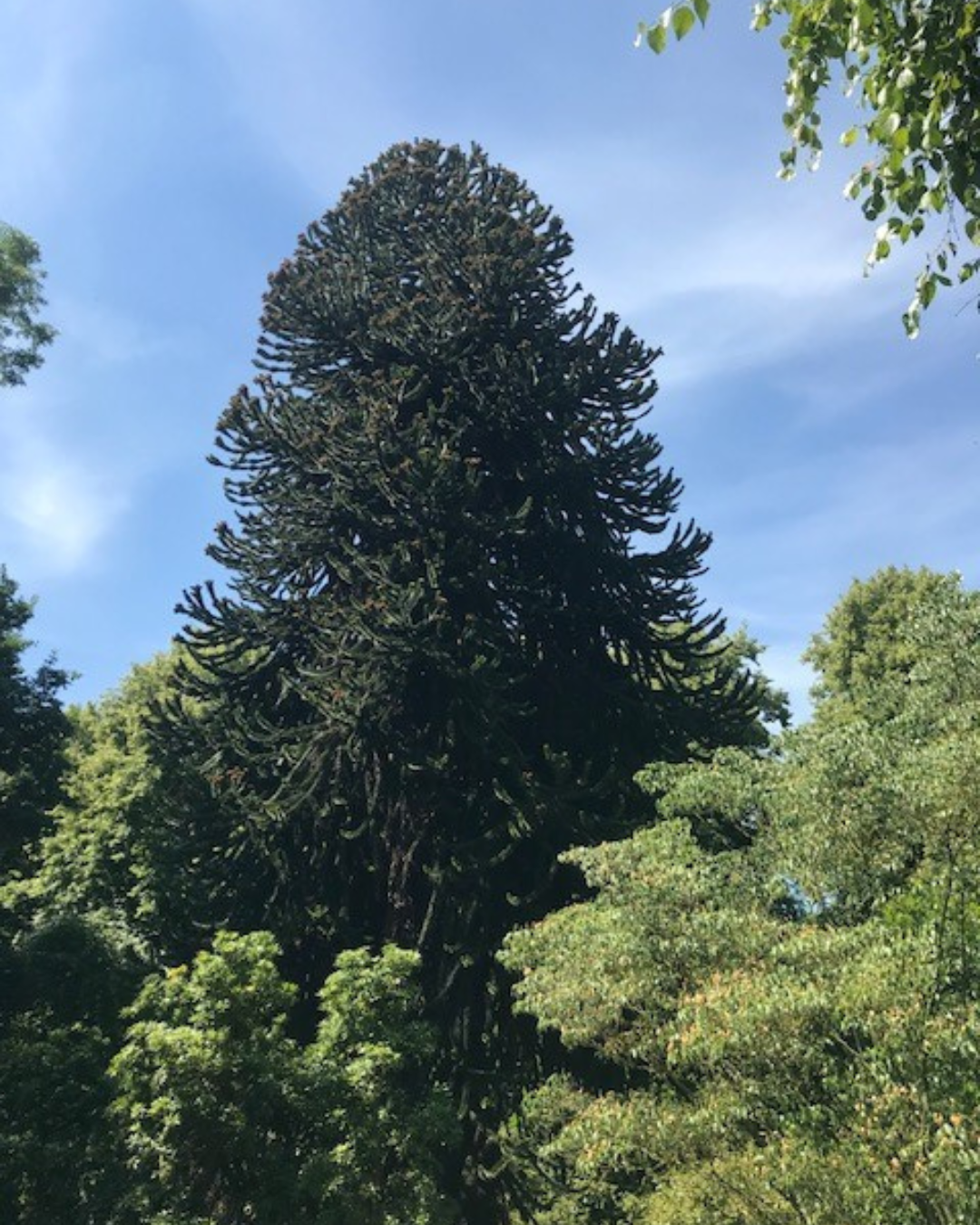 Monkey Puzzle