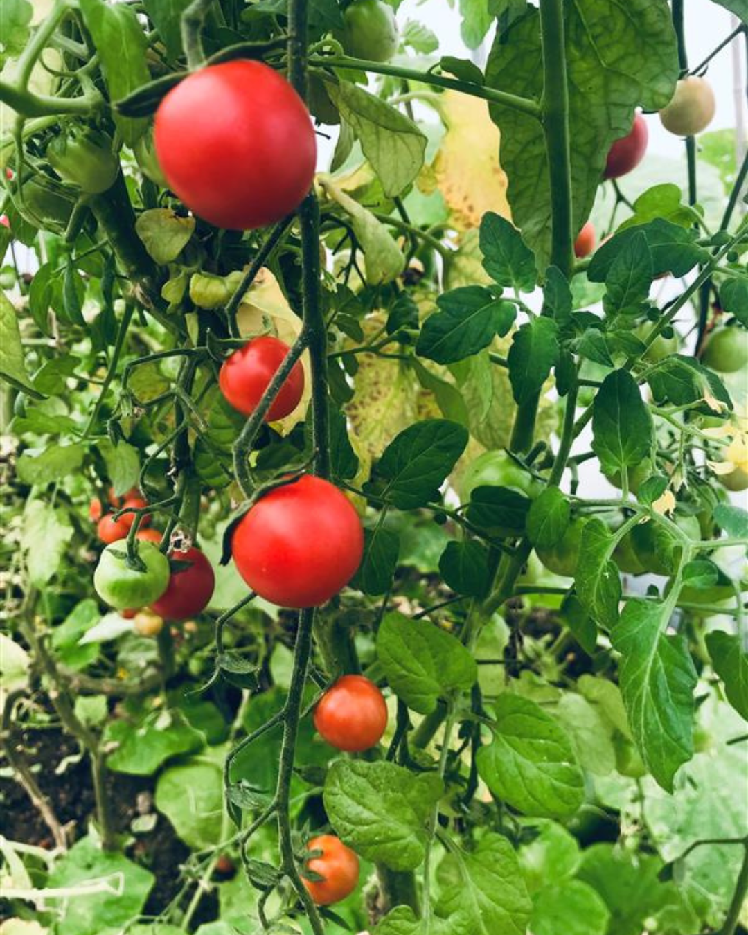 Sweet Brooksby Tomato