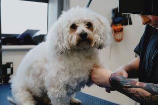 dog groom