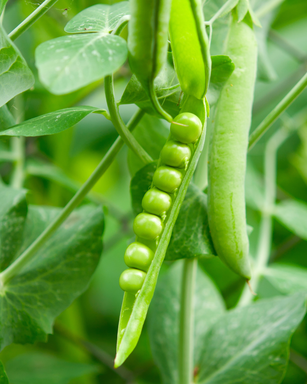 Pea Robinson