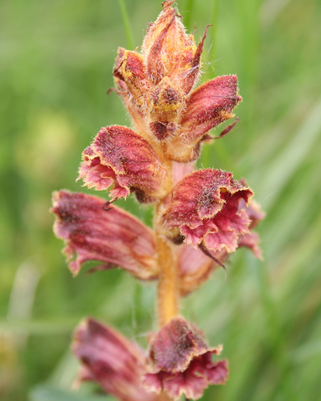 Barberry Broomrape
